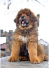 Rozko�n� �t��ata Tibetsk� mastif k adopci