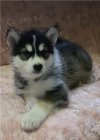 Alja�sk� malamute �t��ata