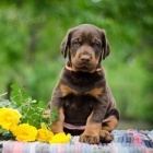 Roztomil� �t��ata dobermana.