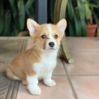 Roztomil� �t��ata Pembroke Welsh Corgi.