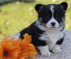 Prod�m o�kovan� �t��ata Pembroke Welsh Corgi.