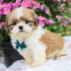 Prod�m �t��ata SHIH TZU