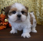 Prod�m o�kovan� a od�erven� �t��ata SHIH TZU