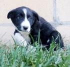 Prod�m o�kovan� a od�erven� �t��ata border kolie