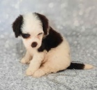 Prod�m ZDRAV� a O�KOVAN� �t��ata portugalsk�ho vodn�ho psa.