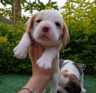 Roztomil� �t���tka b�gl�.