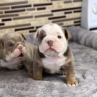 Roztomil� �t��ata anglick�ho buldo�ka.