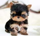 Prod�m �ajov� mini o�kovan� �t��ata YORKIE.