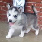 sibi�sk� husky s kr�sn�ma modr�ma o�ima k adopci.