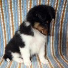 Prod�m �t��ata �heltie