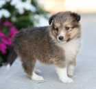 Prod�m o�kovan� a od�erven� �t��ata mini �heltie