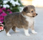 Prod�m o�kovan� a od�erven� �t��ata mini �heltie