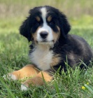 Prod�m kr�sn� �t��ata Bernsk�ho sala�nick�ho psa