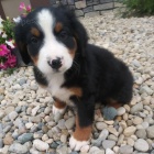 Prod�m o�kovan� a od�erven� �t��ata bernsk�ho sala�nick�ho psa