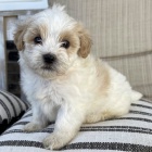 Prod�m �t��ata Shihpoo.