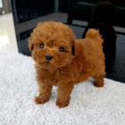 �t��ata PUDLOV�HO pejska a fenky k adopci.