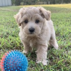 Prod�m �t��ata MINI pejska a fenky MALTIPOO.