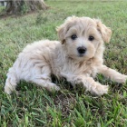 Prod�m �t��ata MINI pejska a fenky MALTIPOO.