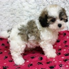 Prod�m MINI o�kovan� a od�erven� �t��ata MALTIPOO.