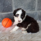 Prod�m �t��ata portugalsk�ho vodn�ho psa.