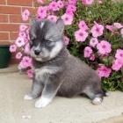 Prod�m o�kovan� a od�erven� �t��ata Pomskies (k��enec sibi�sk� husky a pomeranian)