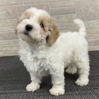 Prod�m �t��ata bi�onka poo. Jsou o�kovan� a od�erven�.