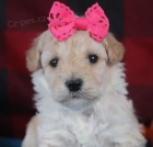 Prod�m �t��ata bi�onka poo.