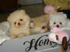 miniaturn� �t��ata pomeranian� na prodej.
