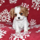 Prod�m zdrav� �t��ata Kaval�ra King Charles Spaniela.