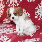 Prod�m zdrav� �t��ata Kaval�ra King Charles Spaniela.