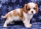 Prod�m o�kovan� a od�erven� �t��ata Kaval�r King Charles Spaniel.