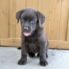 Prod�m o�kovan� a od�erven� �t��ata �ern�ho labradorsk�ho retr�vra.