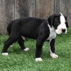 Prod�m kr�sn� a rozko�n� �t��ata n�meck� dogy.