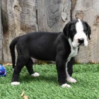 Prod�m kr�sn� a rozko�n� �t��ata n�meck� dogy.