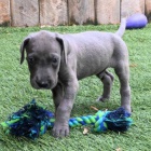 Prod�m �t��ata n�meck� dogy.