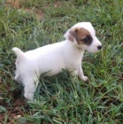 Prod�m zdrav� �t��ata jack russell teri�ra.