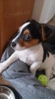 Prod�m zdrav� �t��ata jack russell teri�ra.