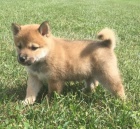 Prod�m rozko�n� miminka �t��ata shiba inu