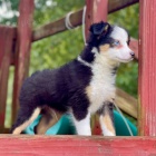 Prod�m o�kovan� a od�erven� �t��ata australsk�ho ov��ka