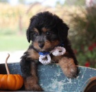 �t��ata Aussiedoodle na prodej (Aussiedoodle jsou sm�s� australsk�ho ov��ka a standardn�ho Pudla)