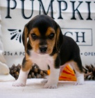 Prod�m kr�sn� a rozko�n� �t��ata b�gla.