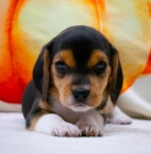 Prod�m kr�sn� a rozko�n� �t��ata b�gla.