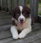 Prod�m �t��ata border kolie