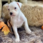 Prod�m kr�sn� �t��ata n�meck�ho boxera