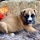 Prod�m o�kovan� a od�erven� mini �t��ata n�meck�ho boxera