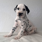 Prod�m kr�sn� a zdrav� o�kovan� �t��ata dalmatin�