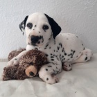 Prod�m kr�sn� a zdrav� o�kovan� �t��ata dalmatin�