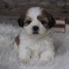 Prod�m o�kovan� �t��ata SHIH TZU