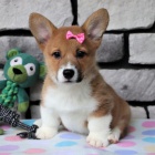 Prod�m �t��ata Pembroke Welsh Corgi.
