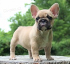 Prod�m �t��ata francouzsk�ho buldo�ka.